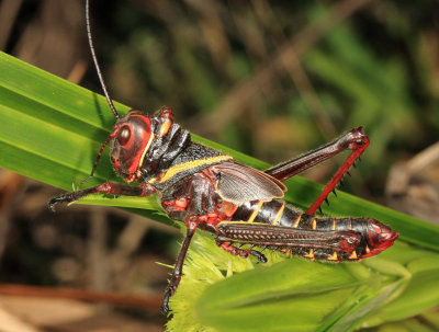 Guyana Giant Grasshopper - Tropidacris collaris