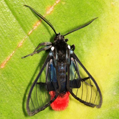 Aethria felderi