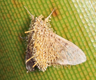 Akanthomyces sp. on a moth