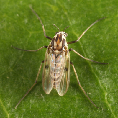 Procladius bellus