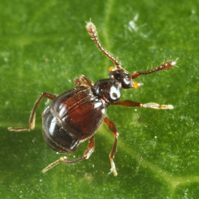 Reichenbachia sp.