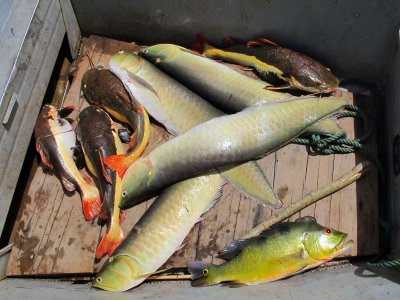 Arawana, Peacock Bass and Red-tailed Catfish for Lunch!