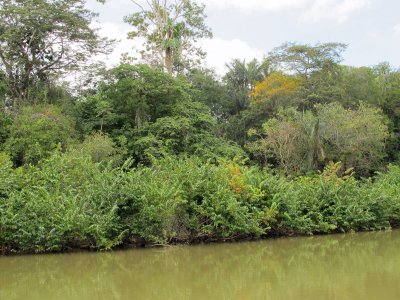 Rewa River