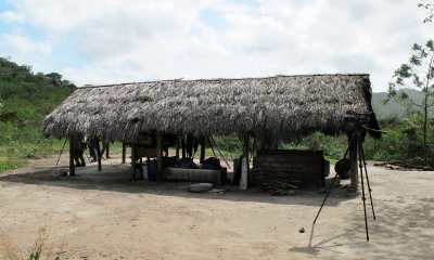 Indian dwelling and viewpoint for Sun Conures