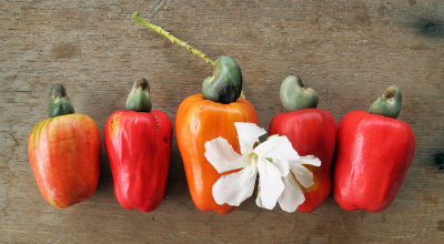 Cashew - Anacardium occidentale