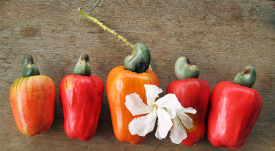 Cashew - Anacardium occidentale