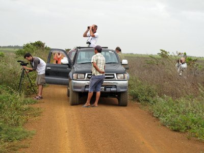 Still birding