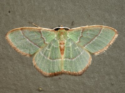 7046 - Red-fringed Emerald - Nemoria bistriaria