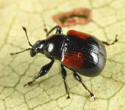 Oak Leafrolling Weevil - Synolabus bipustulatus