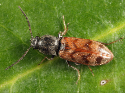 Three-spotted Click Beetle - Pseudanostirus triundulatus