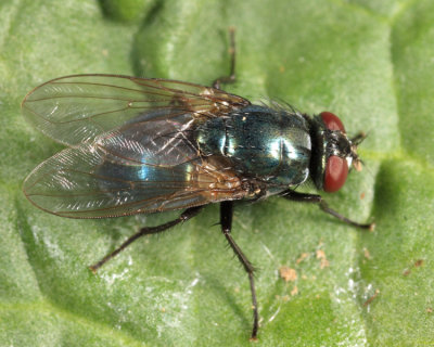 Eudasyphora sp.