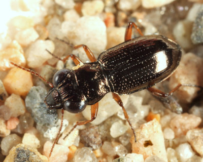 Ground Beetles - Subfamily Nebriinae