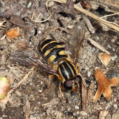 Helophilus fasciatus