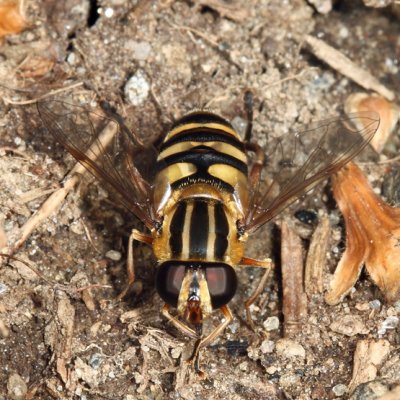 Helophilus fasciatus