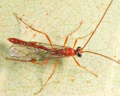 Ophion sp.