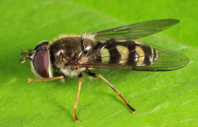 Dasysyrphus intrudens species complex