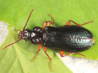 Pytho americanus