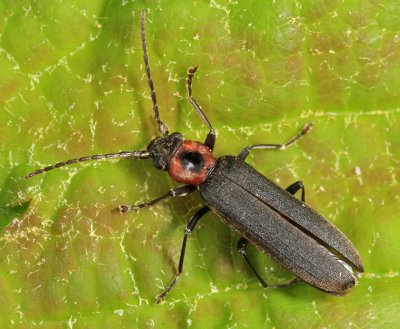 False Blister Beetles - Oedemeridae