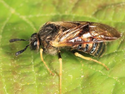 Abia lonicerae