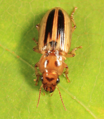 Stenolophus lineola
