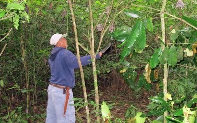 No trail - no problem, Joe has a machete