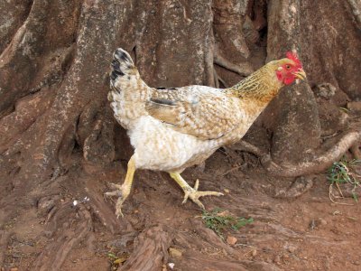 Lethem chicken