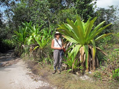 Giant Tank Bromeliads - Brocchinia micrantha (endemic to Kaieteur Falls)