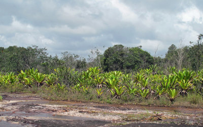 Giant Tank Bromelaids