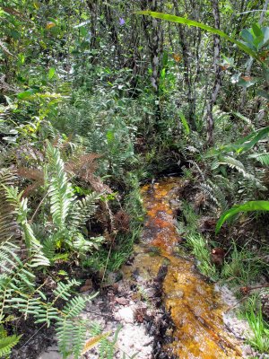 Stream in Kaieteur Falls
