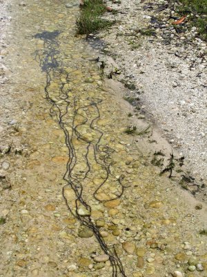 Frog eggs - Kaieteur Falls