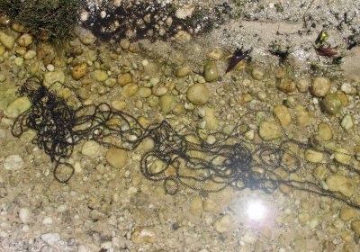 Frog eggs - Kaieteur Falls