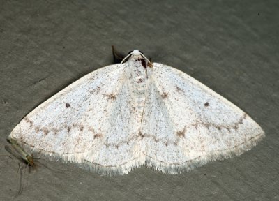 6668 - Gray Spring Moth - Lomographa glomeraria