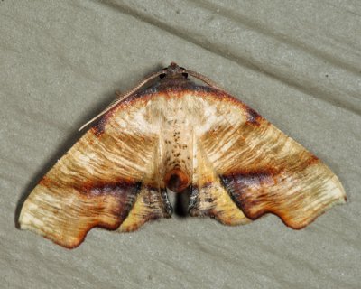 6843  Fervid Plagodis Moth  Plagodis fervidaria