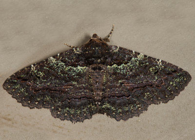 8694 - Green-dusted Zale - Zale aeruginosa