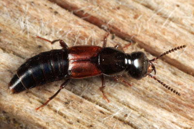 Quedius plagiatus (red morph)