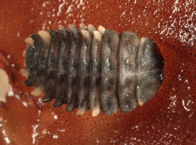 Endomychus biguttatus (larva)