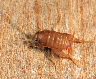 Ant Crickets - Myrmecophilidae