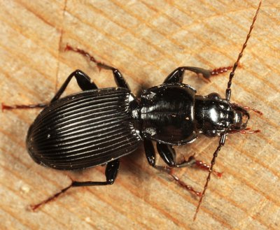 Pterostichus coracinus