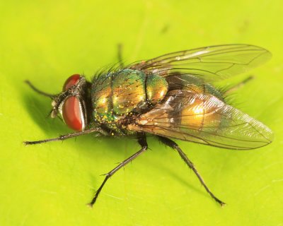 Common Green Bottle Fly - Lucilia sericata