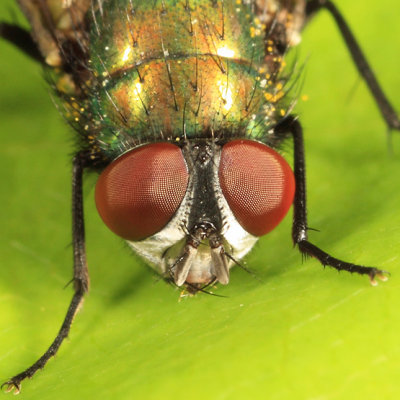 Common Green Bottle Fly - Lucilia sericata