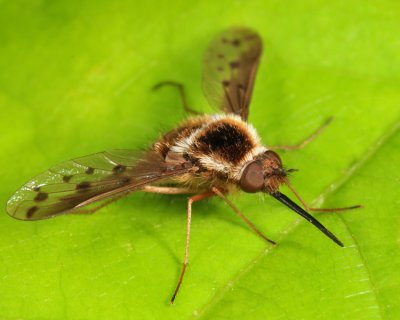 Pygmy Bee Fly - Bombylius pygmaeus