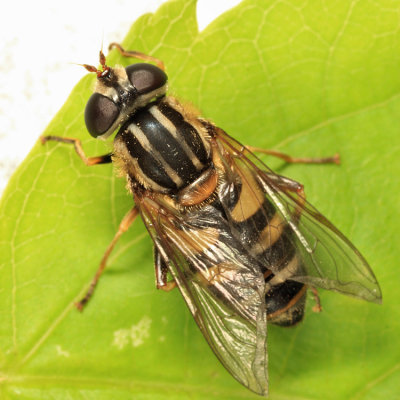 Helophilus fasciatus