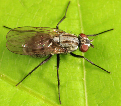 Anthomyia oculifera