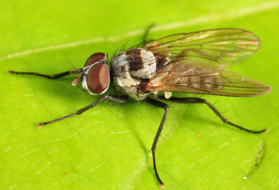 Anthomyia oculifera