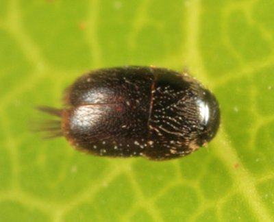 Acrotrichis sp.