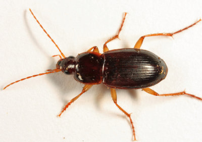Ground Beetles - Tribe Sphodrini