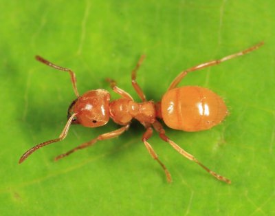 Citronella Ant - Lasius sp.