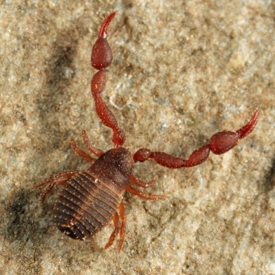 Pseudoscorpion