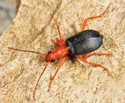 Ground Beetles - Subfamily Brachininae