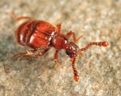 Decarthron stigmosum